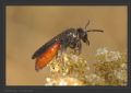 Sphecodes sp.